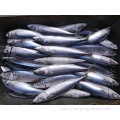 Chinese Frozen Fish Pacific Mackerel Wr 200-300g